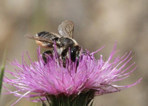 Megachile sp.