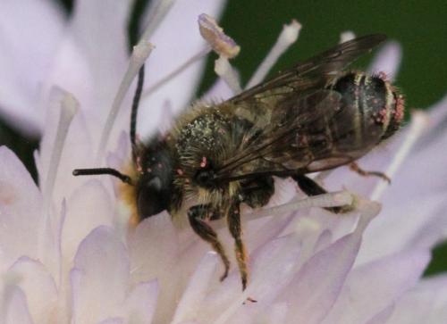 Megachile sp.