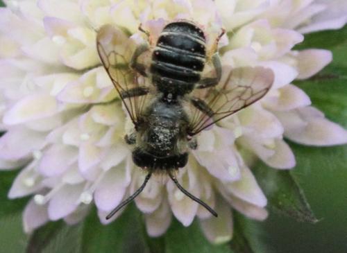 Megachile sp.
