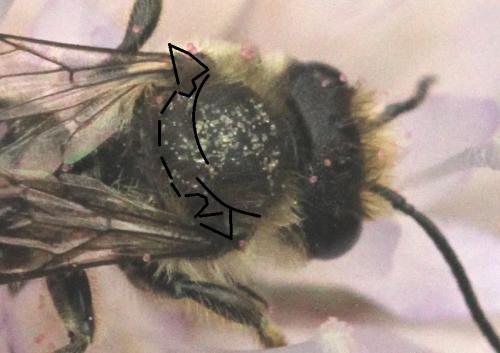 Megachile sp.