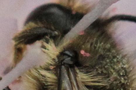 Megachile sp.