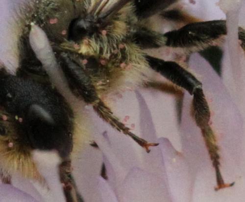 Megachile sp.