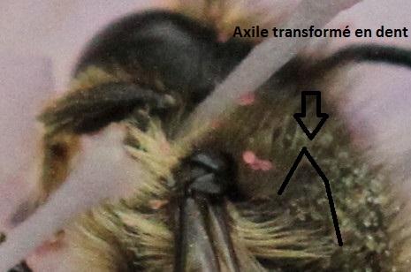 Megachile sp.
