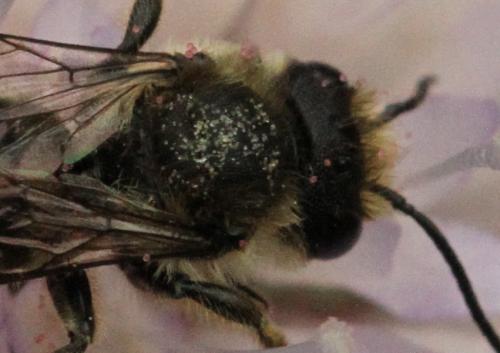 Megachile sp.