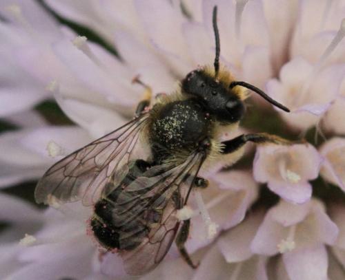 Megachile sp.