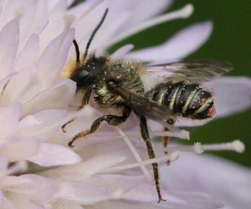 Megachile sp.