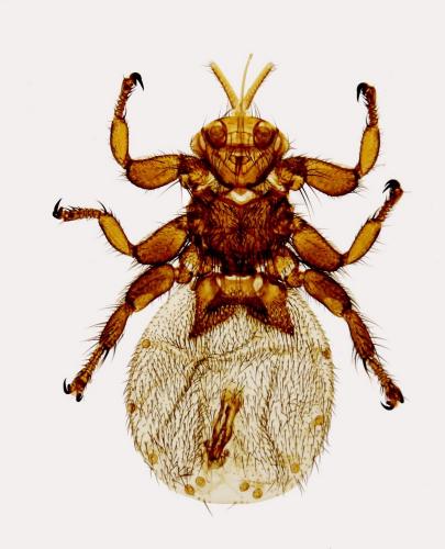 Melophagus ovinus