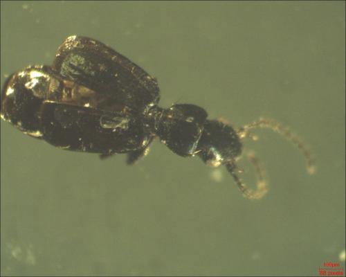 Microlestes maurus