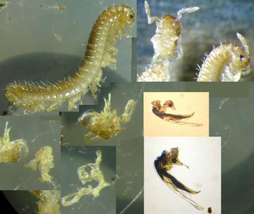 Xylophageuma zschokkei