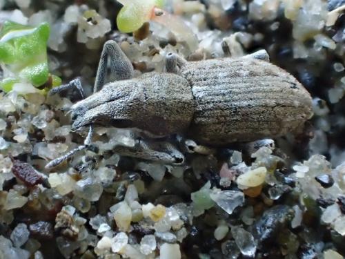 Sitona sp.