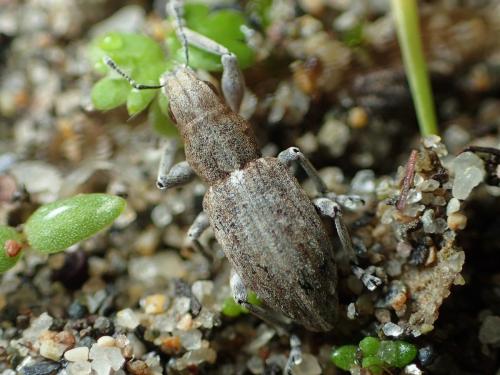 Sitona sp.