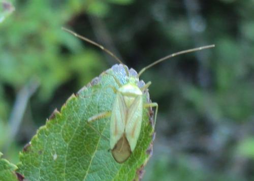 Réf. 175 700 : Adelphocoris sp.