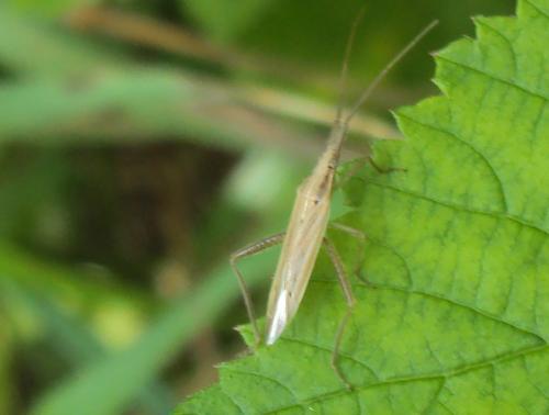 Réf. 175 741 : Stenodema sp.