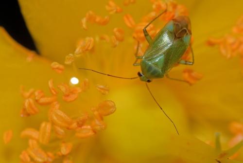 Réf. 175 907 : Apolygus spinolae
