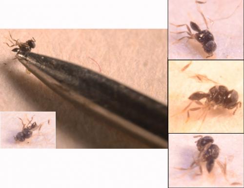 Réf. 175 299 : Scelioninae inconnu