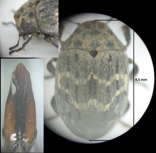 Byrrhus pilula
