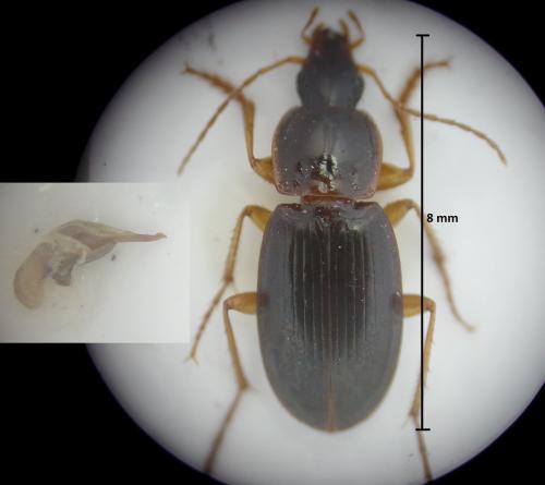 Calathus micropterus