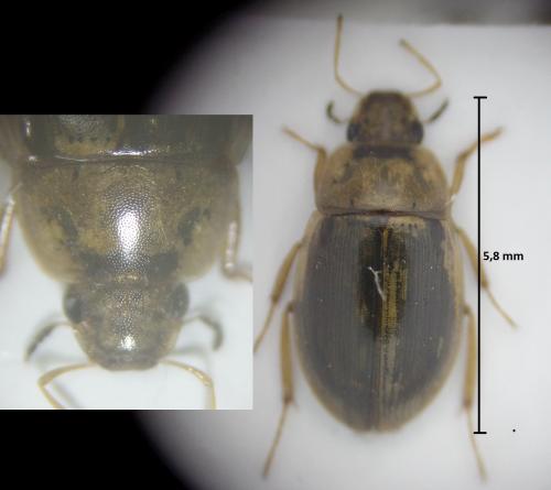 Helochares lividus