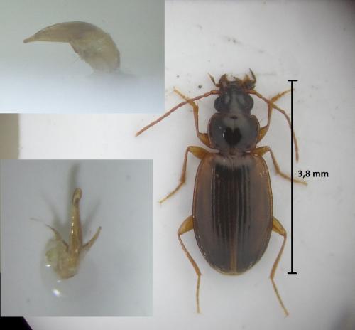 Trechus quadristriatus