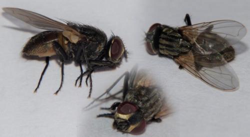 Réf. 175 990 : Musca domestica