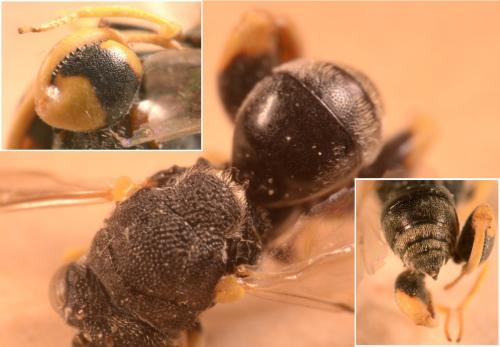 Réf. 175 367 : Brachymeria femorata