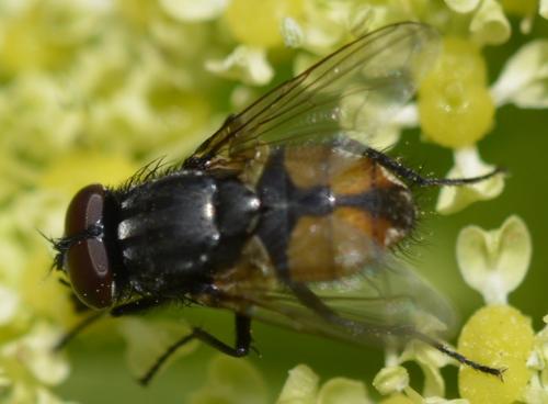Réf. 175 797 : Musca autumnalis