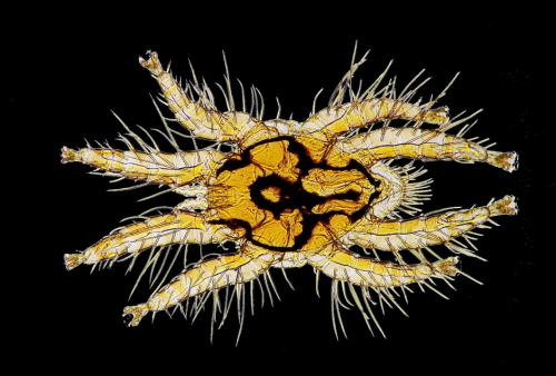 Réf. 175 744 : Spinturnix myoti