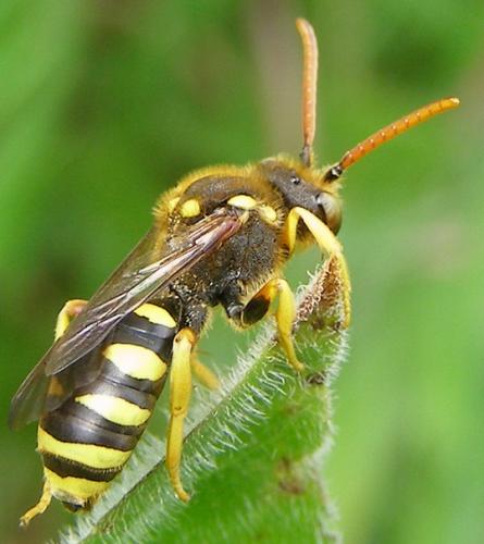 Nomada sexfasciata
