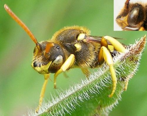 Nomada sexfasciata