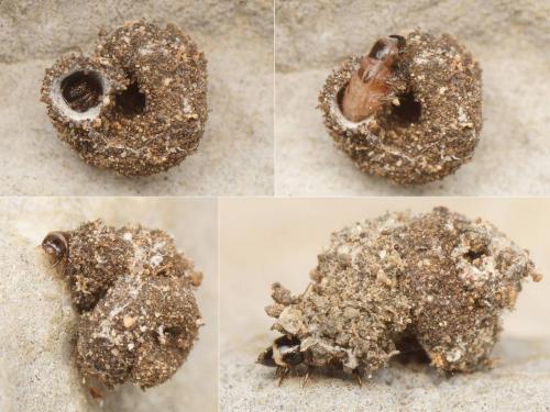 Apterona crenulella