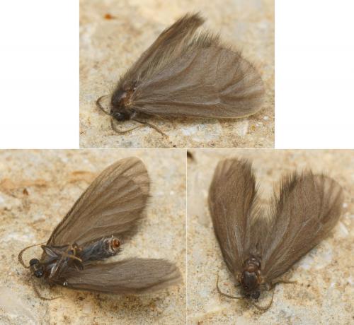 Apterona crenulella