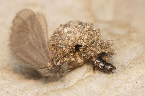 Apterona crenulella