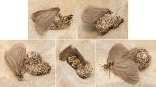 Réf. 175 131 : Apterona crenulella