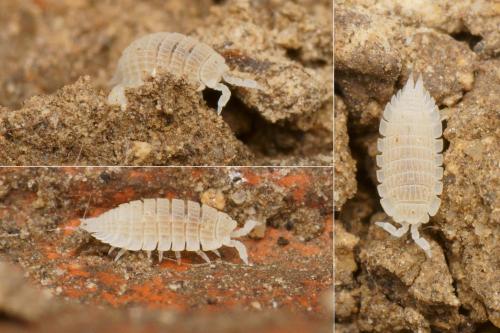 Platyarthrus esterelanus