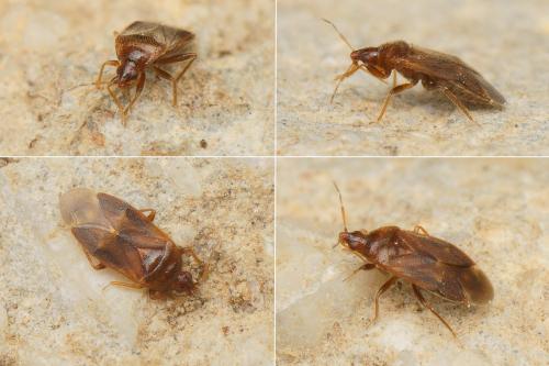 Réf. 175 333 : Cardiastethus fasciiventris