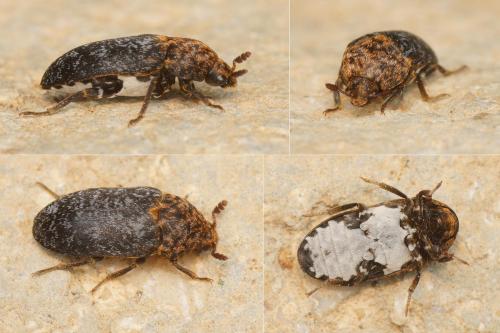 Réf. 175 319 : Dermestes undulatus