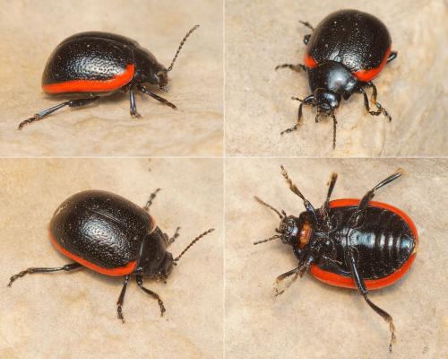 Chrysolina rossia
