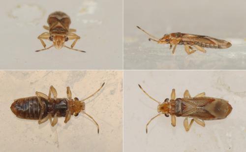 Thaumastocoris peregrinus