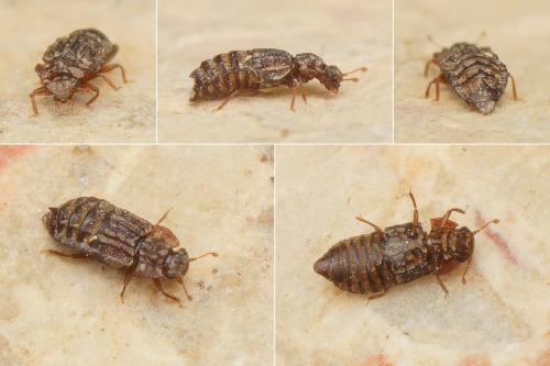Réf. 175 461 : Micropeplus sp.