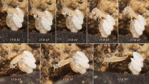 Stenus sp.