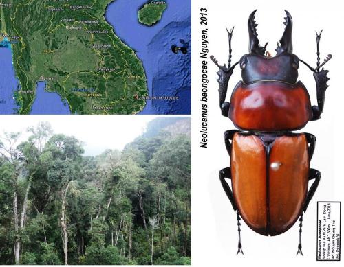 Réf. 175 410 : Neolucanus baongocae