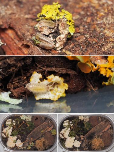 Réf. 175 522 : Porcellio spinicornis