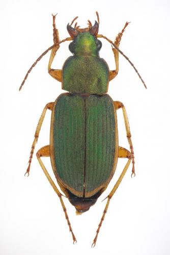 Réf. 175 581 : Chlaenius olivieri