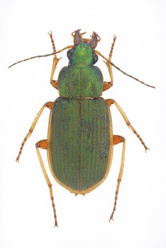 Réf. 175 582 : Chlaenius olivieri
