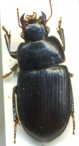 Réf. 175 837 : Harpalus froelichii