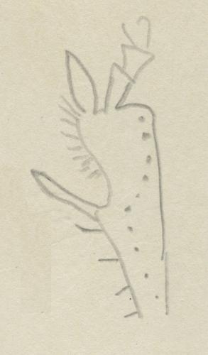 Harpalus froelichii