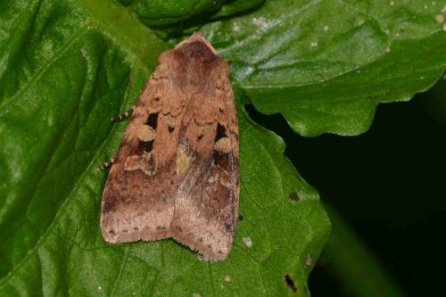 Diarsia mendica
