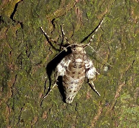 Réf. 175 995 : Operophtera fagata