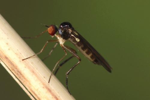 Réf. 175 167 : Oropezella sphenoptera