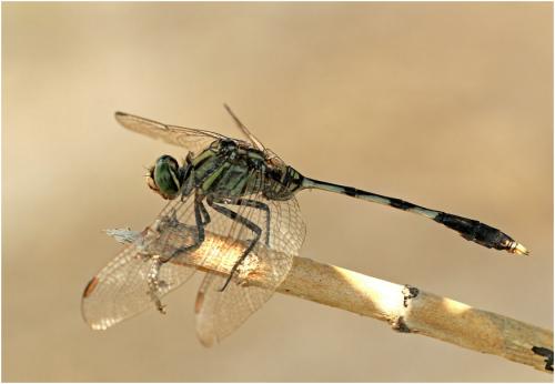 Orthetrum sabina